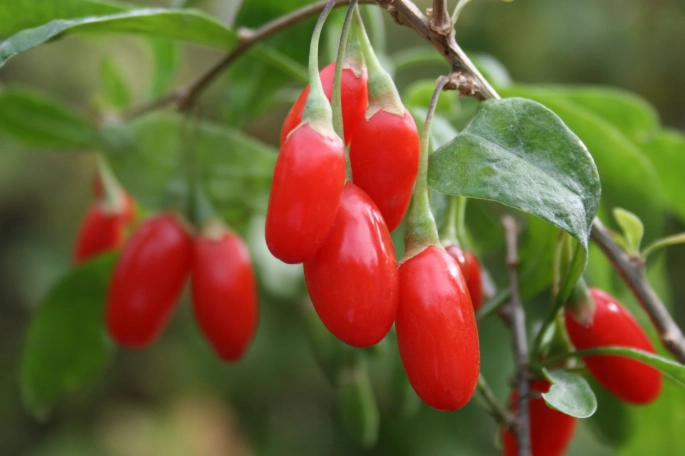 Goji Berry (Kurt Üzümü): Sağlıklı Yaşamın Anahtarı
