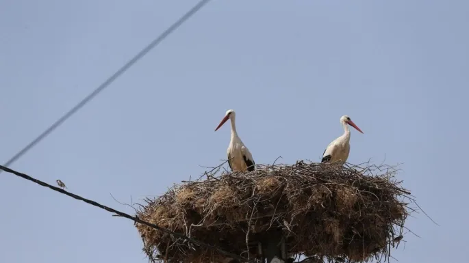 Yaren Leyleğin Yavruları Göç Yolculuğuna Başladı