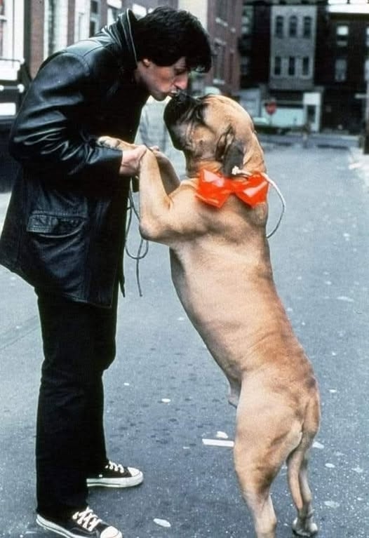 Rocky ve Butkus: Sylvester Stallone’un Mücadele ve Başarı Hikayesi