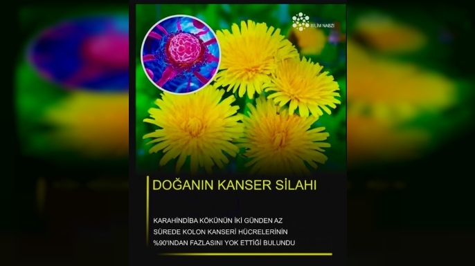 Karahindiba Kökü Üzerine Yapılan Araştırmalar: Kanser Tedavisinde Doğal Bir Umut mu?