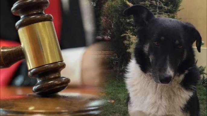 Pendik’te Köpek Lucy’ye Yönelik Cinsel Saldırı Davasında Karar Açıklandı