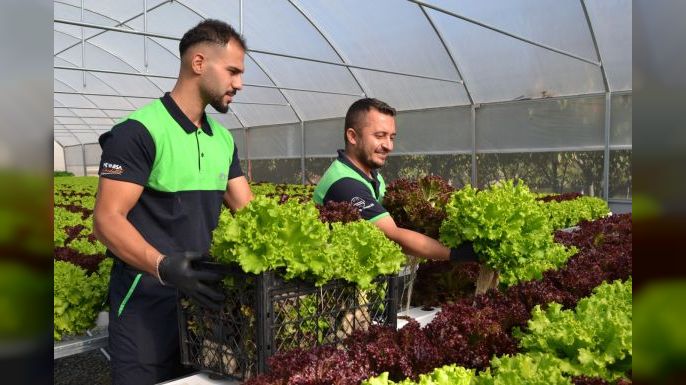 Pendik Belediyesi Tabiat Okulu’nda Hasat Heyecanı