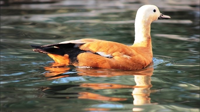 “Angut” Diye Hakaret Sandığımız Kuşun Asalet Dolu Hikayesi