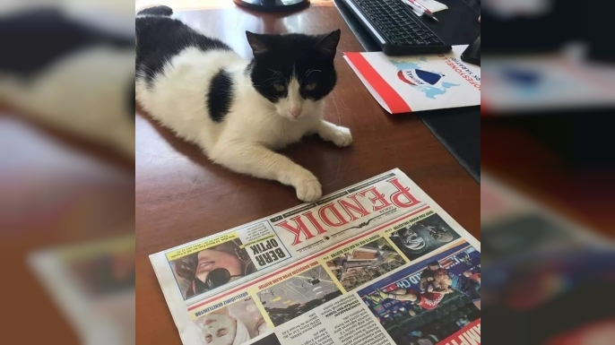Kedi Hakkında Bilinmeyenler: Sır, Sabır ve Sadakat