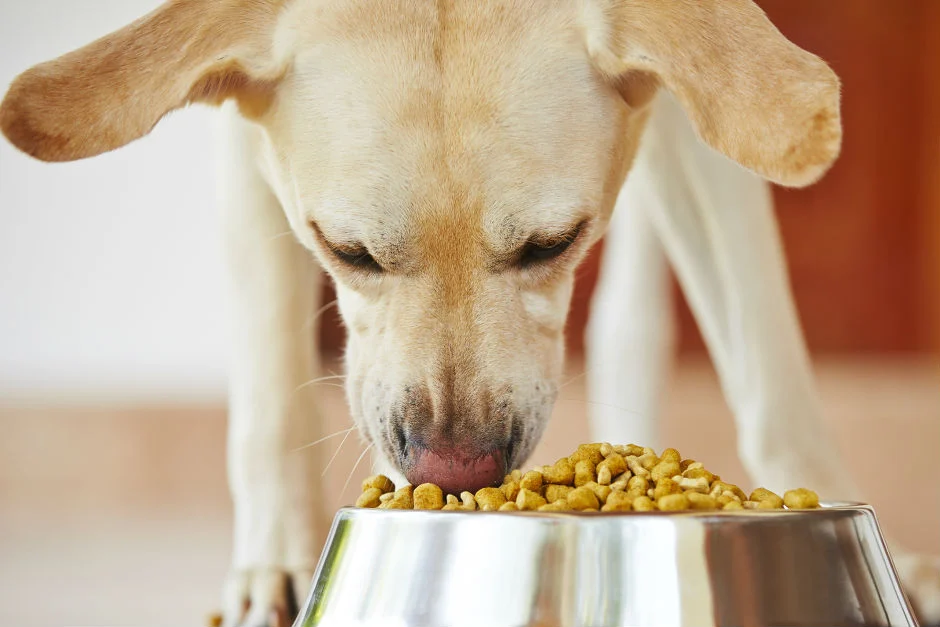 Kedi maması köpeklere verilmez. Kedi maması, kedilerin özel beslenme ihtiyaçlarını karşılamak için özel olarak formüle edilmiştir.  
