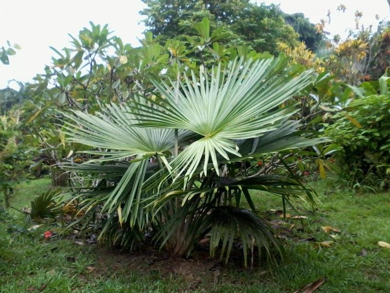 İntihar palmiyesi (Tahina spectabilis)