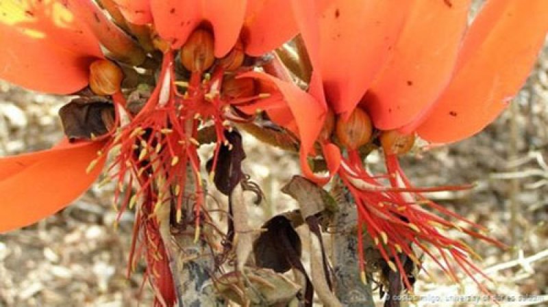 Mercan ağacı (Erythrina schliebenii)


