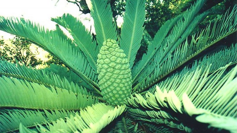 Venda cycad (Encephalartos hirsutus)

