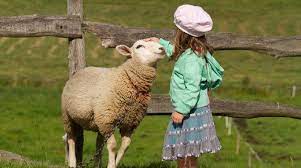 koyun seven bir kız çocuğu hayvan sevgisi