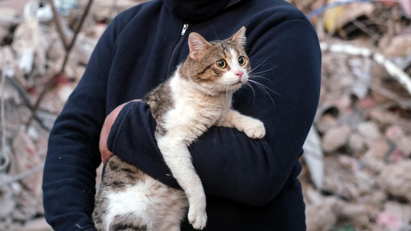 Peki, Hayvanlar depremi hisseder mi? Kuşlar, kediler, köpekler, balıklar depremi hisseder mi? Hayvanlar deprem öncesinde nasıl tepkilerde bulunurlar? İşte detaylar haberimizde yer alıyor...
