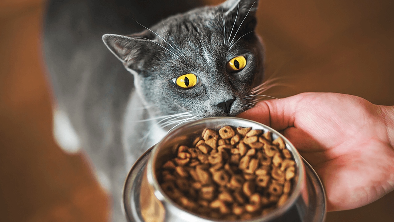 Kediler mama konusunda oldukça seçicidirler, bir anda farklı bir mamaya geçiş yapmanız kedinizi strese sokabilir ve daha az yemesine neden olabilir. Kusma, bulantı, ishal gibi durumlar dahi görülebilir.

Farklı mamaya geçiş yaparken, bir hafta boyunca eski mamayla yeni mamayı karıştırarak vermelisiniz; yeni mamanın dozunu her gün biraz daha artırıp kedinizin alışmasını sağlayabilirsiniz.