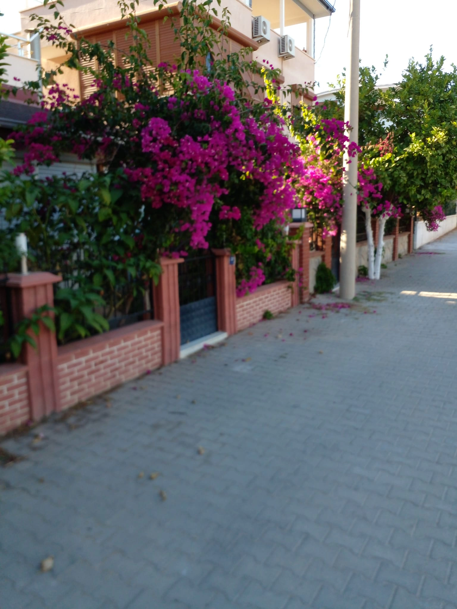 Didim’de Bir İyilik Meleği: İsmail Öztaş Doğaya Sevgi Ekiyor